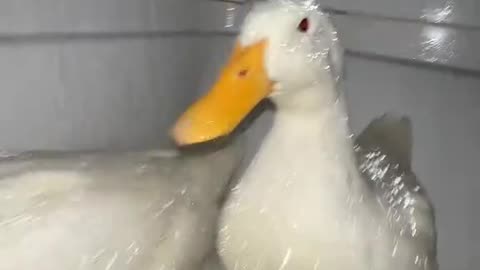 😎