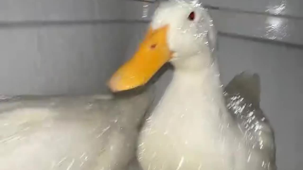 😎