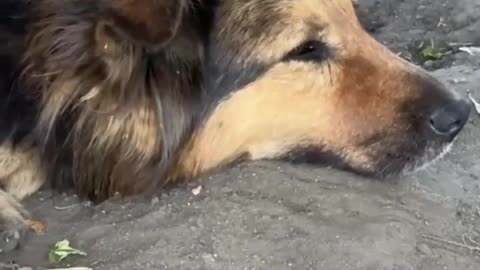 🐶💔 Ukraine Russia War | Abandoned Dog Waits for Owner in Kyiv | RCF