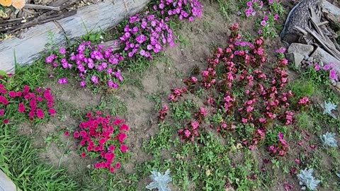 More Petunia Weeding Please may I have some more?