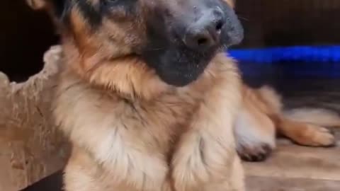 Loving pet
