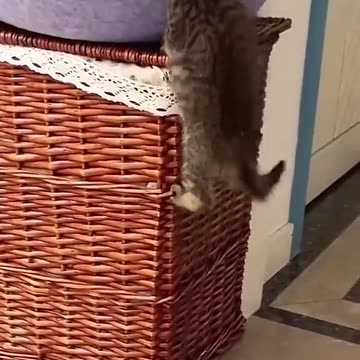 Cat don t laugh at me