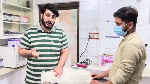 Ghar par cat kesy trim krain _ how to trim your cat’s hair _ Best trimmer for Cat _ Cat’s hair Fall