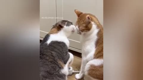 The Most dramatic cats moments ever! 😂🤣 Funny Cat Videos 2025