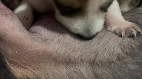 Puppy Puts Mom Through a Hard Time