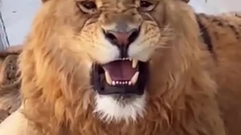 The tiger loves his personal space but the lion apparently loves 🥰the tiger much more!