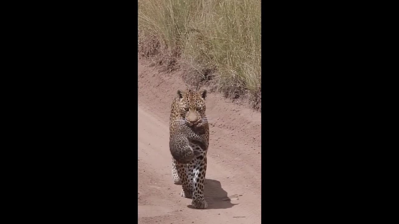 THE LEOPARD TAKING ITS CUB