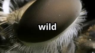 😱 The Terrifying Truth About Botflies Parasites That Live Under Your Skin! 🪰