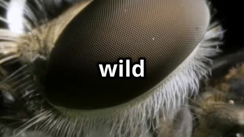 😱 The Terrifying Truth About Botflies Parasites That Live Under Your Skin! 🪰