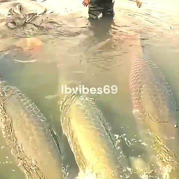 Have you ever seen such a big fish caught?