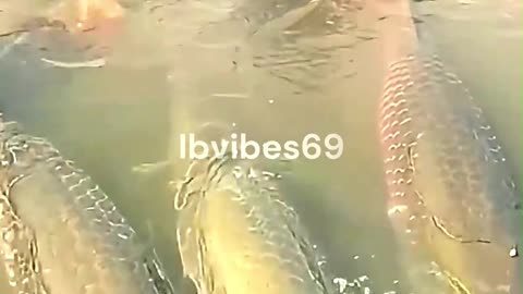 Have you ever seen such a big fish caught?