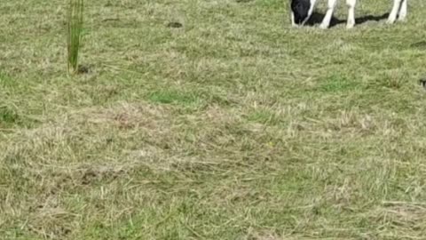 cow