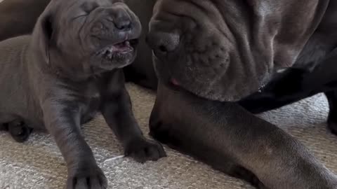 Mama și puiul ei – Un sărut plin de dragoste și tandrețe! 🐶❤️🐾