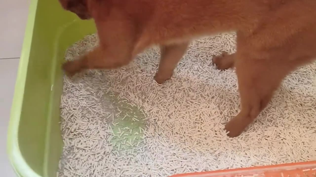 No litter allowed under her royal butt 👑 She must poop on the tray bottom — every time 😂