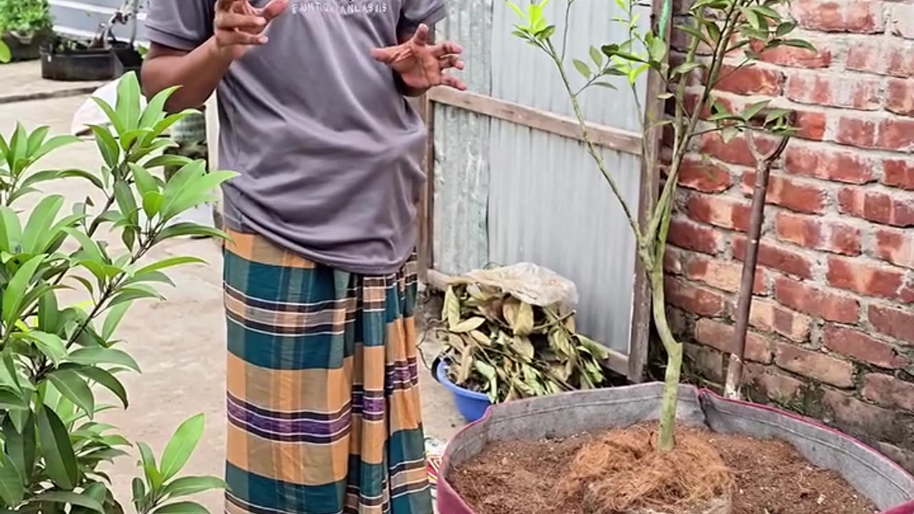 রান্নাঘরের অতিরিক্ত ময়লা দিয়ে বানান গাছের জন্য প্রাকৃতিক জৈব সার 🌿 | Kitchen Waste Compost