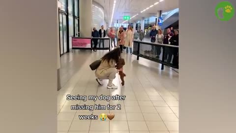 You Will Weep in a Unique Way 20 Times When Animals Are Reunited With Their Owners After Years