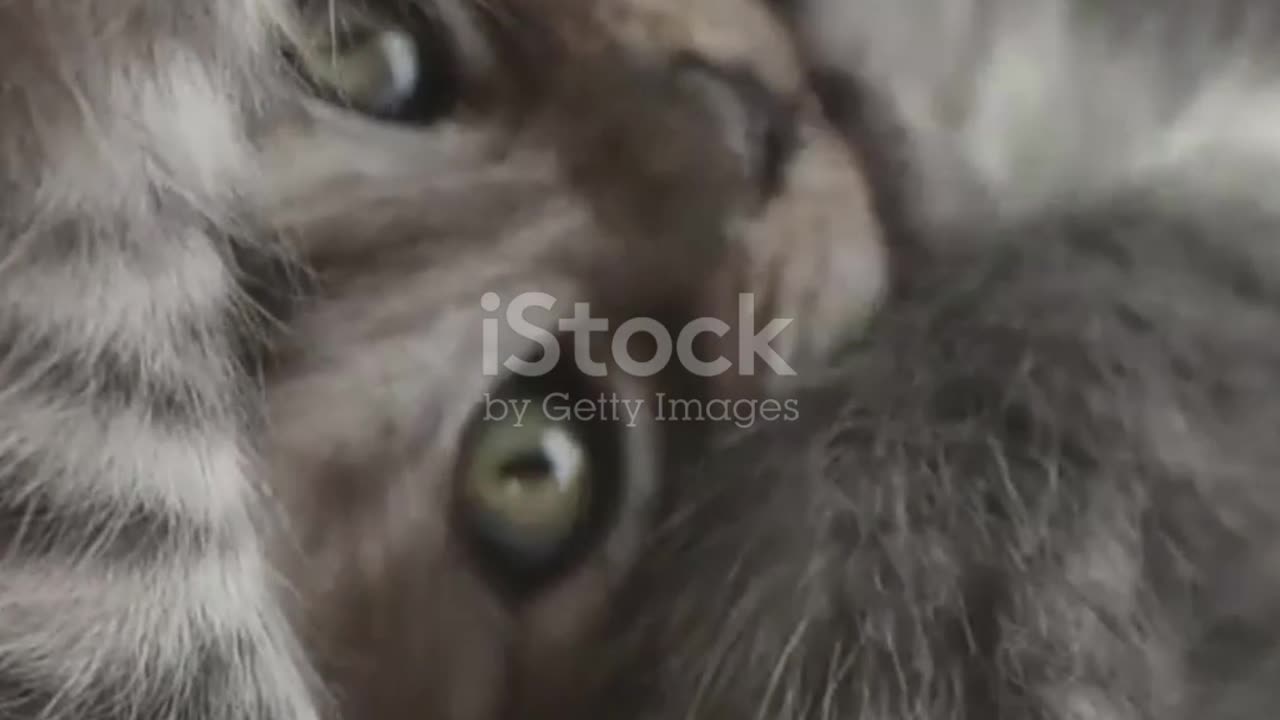 Funny and Cute Cat Shorts #hilariousfails #trending #catvideos #kitten