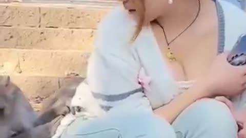 Shocking: Funny monkey videos #funny #monkey #animals #shorts