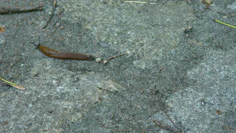 Watch a Snail's Peaceful Journey | Relaxing Nature Meditation Video