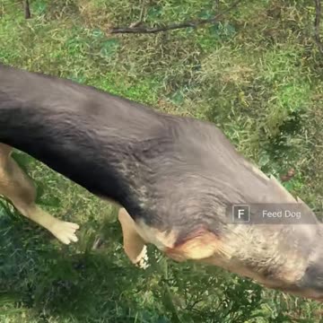 They Now Have DOGS In DayZ
