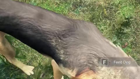 They Now Have DOGS In DayZ