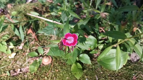 Sweet William