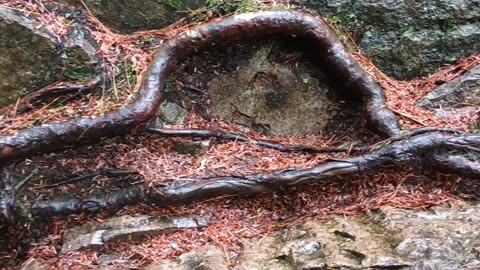 Rad Roots