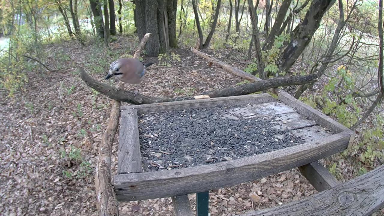 The jay is swinging on the branch 😅😅