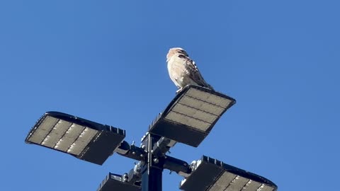 Hawk looking for a pigeon while seagulls and crow tries to evict