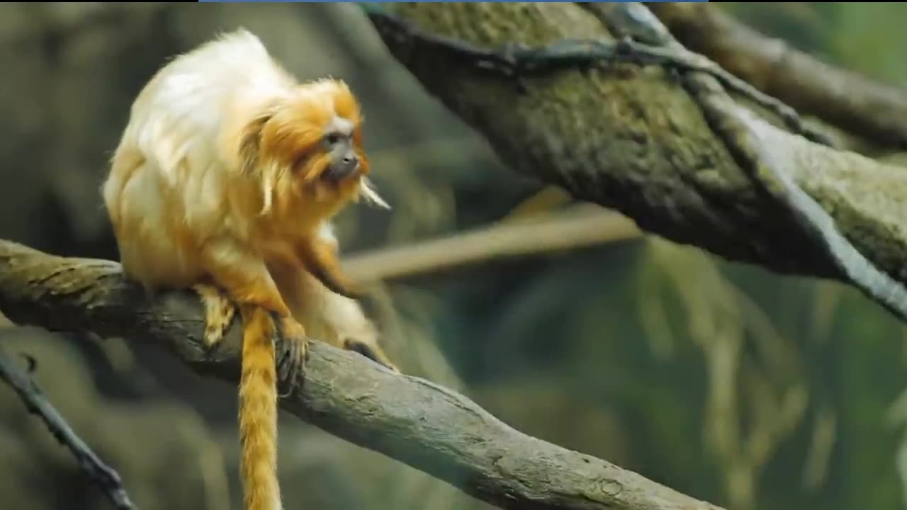 Amazon _The Untold Story _ Full Documentary