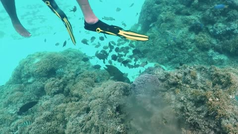 Snorkeling the Coral Gardens on Bora Bora
