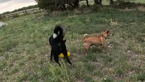 🐾New🐕Friends💗