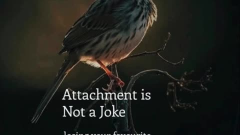 The Weight of Attachment