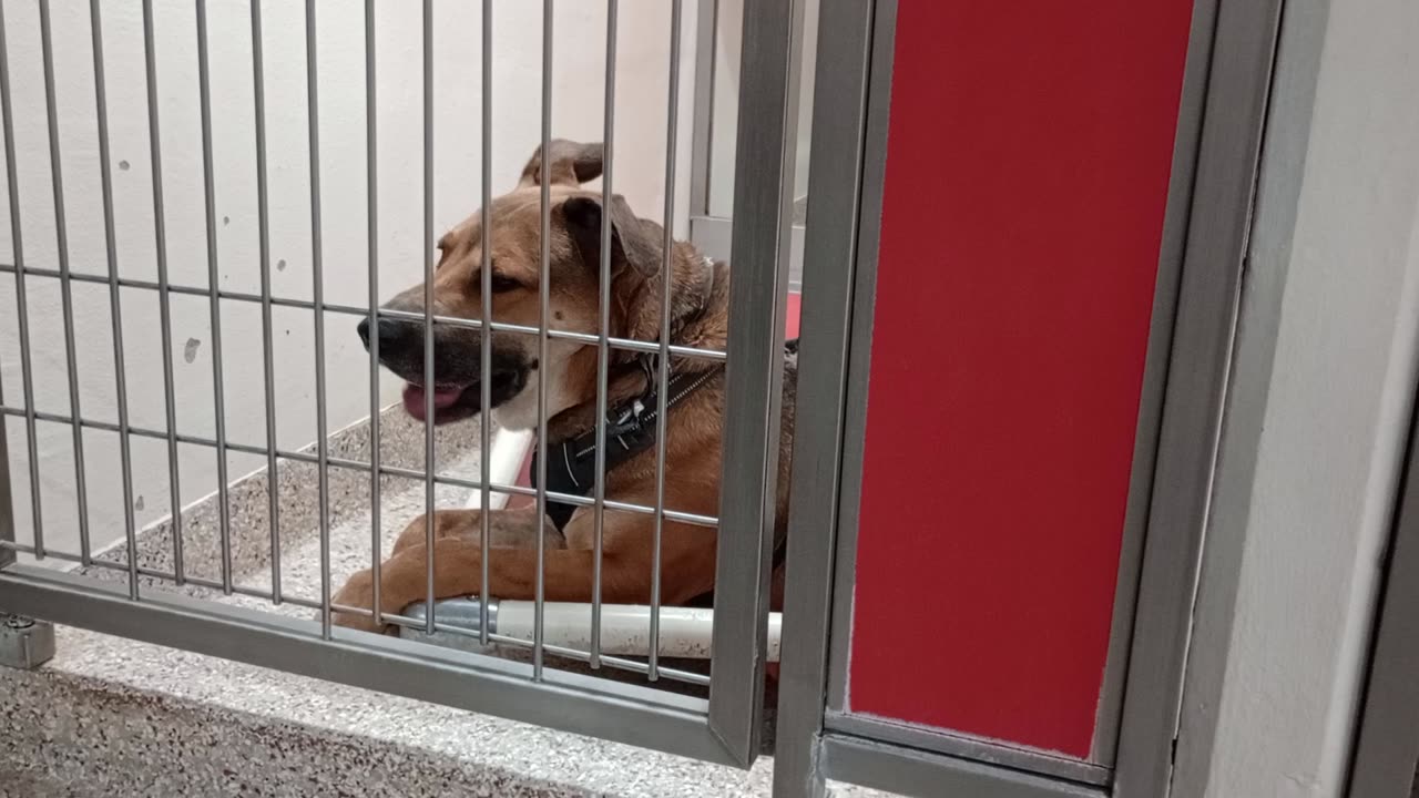 Frankie 2y A845814 kennel 125 PACC shelter we're familiar now & seein him through different eyes