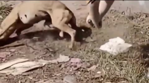 Dog's Comedy Videos so funny Dog's and puppies video 😂 so funny videos 🤣