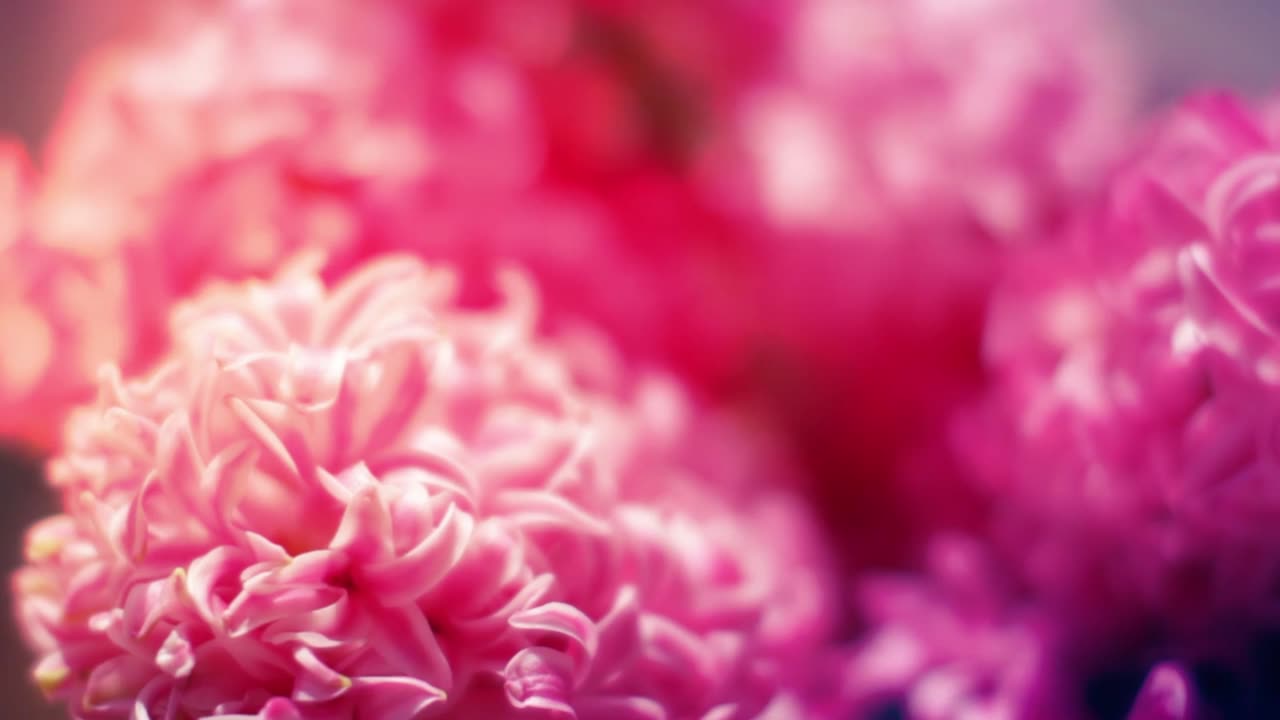 Spring Has Come to Me - Lyre Instrumental