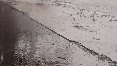 Happy Pup Plays In Rainwater Runoff