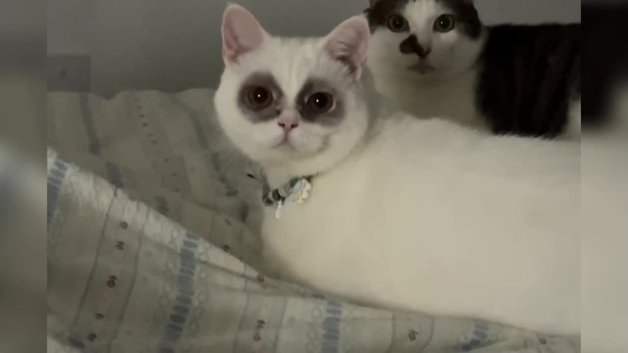 Hilarious Cat Fails That Will Make You LOL!