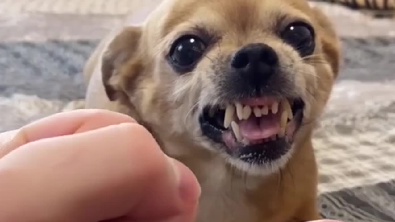 Don’t Point at This Dog… or Else! 😂🐶