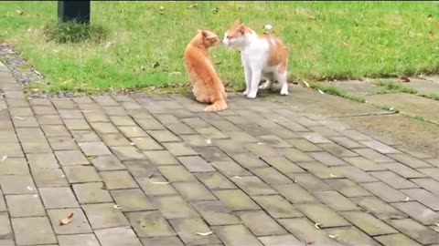 When a lovely cat meets a lovely child ...