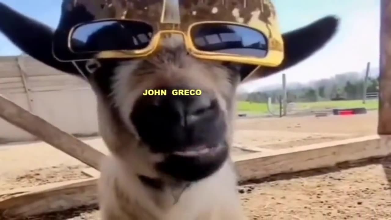 ο ΤΡΑΓΟΣ.... ΞΕΡΕΙ !!😂🤣😍