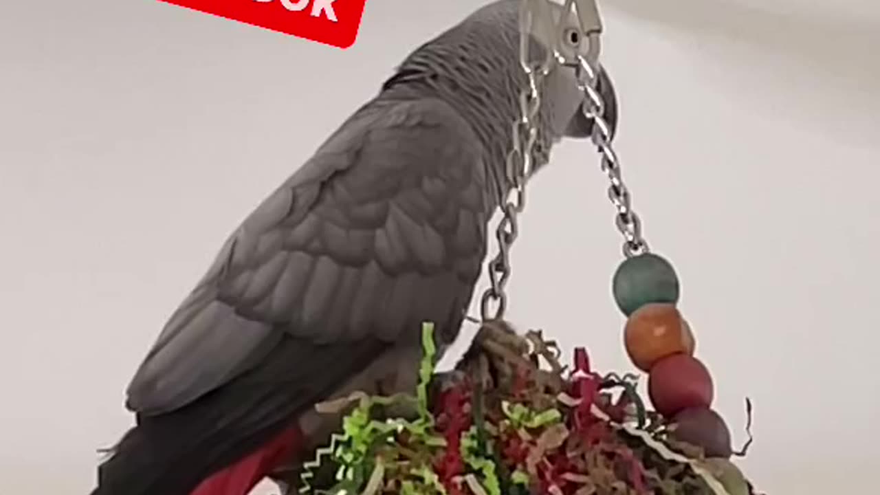 parrot tells alexa red butt chicken😂🦜