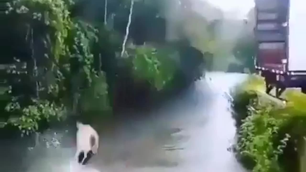 😂🐶 Don't leave me behind! | FunFM