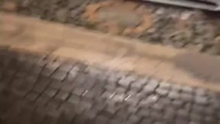 A fake asylum seeker dives into Rome's historic fountains to steal tourists' money,