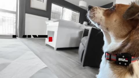 Firetag: Firefighter-Designed Pet Rescue Tag