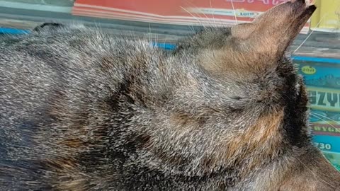 Has the cat found home at a lottery point? #shorts