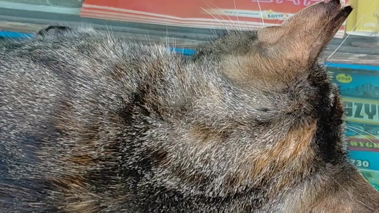 Has the cat found home at a lottery point? #shorts