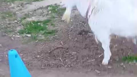 冬休み明けの山羊さん