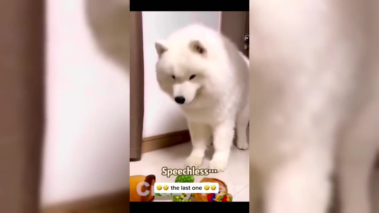 When Pets Get TOO Dramatic – Funny Reactions Compilation! 🎭🤣