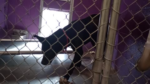 Astro 11mos Pet Id 947516 kennel 7 HSSAZ shelter_20250523_170407809